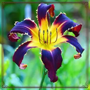 DVFBTGA Daylily   Planting   B0D3G5L5K6