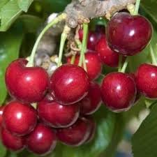 Dwarf Bing Cherry Tree Seeds, B0F257KLS5
