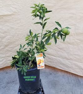 Dwarf Grafted 4 Year Old B09PM6B59D