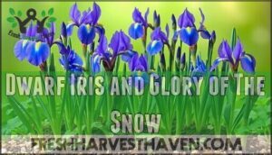 dwarf iris and glory of the snow