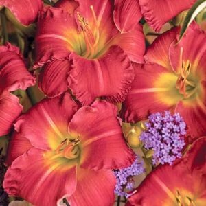 Earlybird Cardinal Re Blooming Daylily Flower B0D4G422ZT