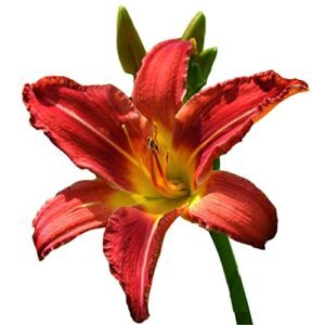 Easy to Grow Daylily 'Autumn B09RQDQ7B3