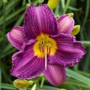 Easy to Grow Daylily 'Purple B005WXYCJ0