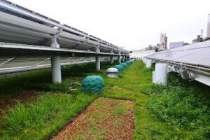 EcoPark