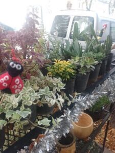 El jardín de Tiza