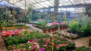 El Mundo de las Plantas