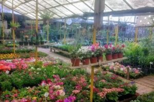 El Mundo de las Plantas