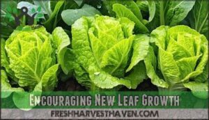 encouraging new leaf growth