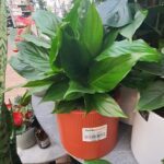 Expensive Pots