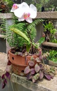 Fazendinha Garden