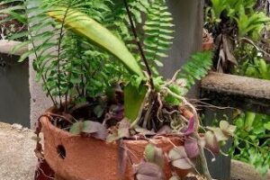 Fazendinha Garden