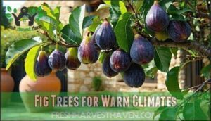 fig trees for warm climates
