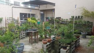 Fitoaquaria BONSAI e AQUÁRIO