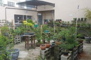 Fitoaquaria BONSAI e AQUÁRIO
