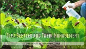 flea beetles and their management
