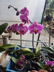 Flor del Aire Orquídeas