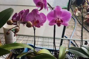 Flor del Aire Orquídeas