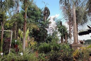 Floresta Pantanal Mudas