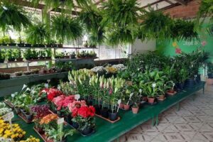 Florestinha Tropical