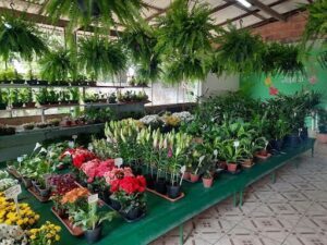Florestinha Tropical