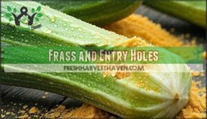 frass and entry holes