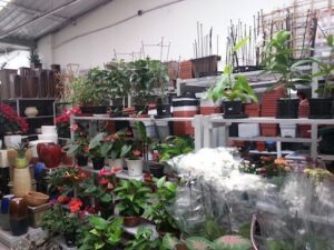 Garden Center Landscaping