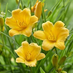 Garden State Bulb Stella D'oro B0CQZ5YK12