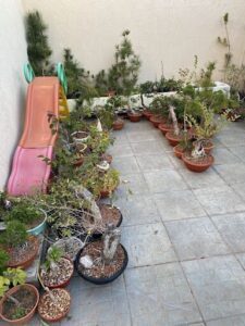 GM Bonsai