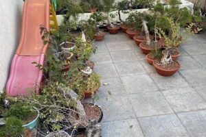 GM Bonsai