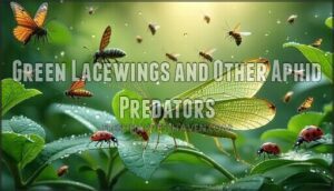green lacewings and other aphid predators