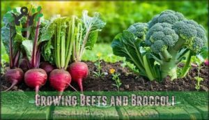growing beets and broccoli