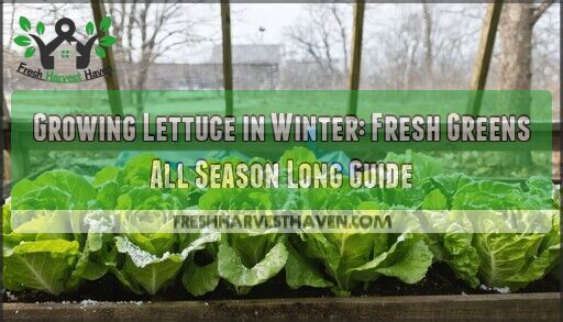 Growing Lettuce in Winter: Fresh Greens All Season Long Guide