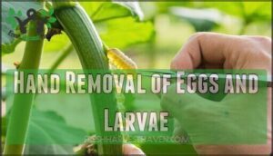 hand removal of eggs and larvae