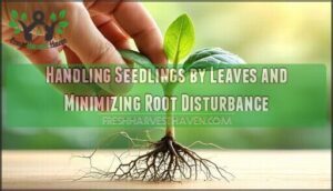 handling seedlings by leaves and minimizing root disturbance