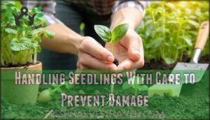 handling seedlings with care to prevent damage