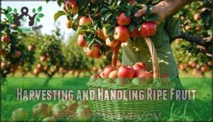 harvesting and handling ripe fruit