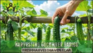 harvesting cucumber basics
