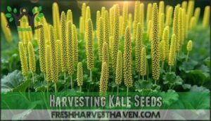 harvesting kale seeds