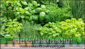herbs best grown from seeds
