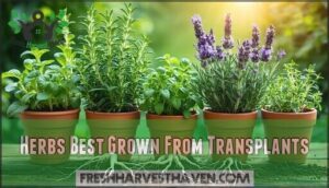 herbs best grown from transplants