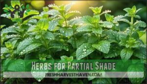 herbs for partial shade
