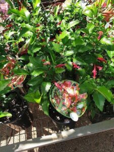 Holly fuschia plants.
