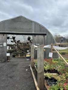 Horlings Plants