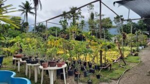 HORTO VARGEM GARDEN