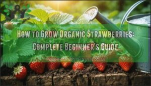 how to grow organic strawberries
