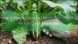 how to manage squash vine borers