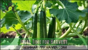 ideal time for harvest