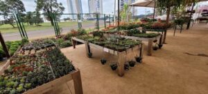 Imperial Plantas