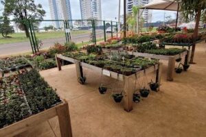 Imperial Plantas