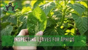 inspecting leaves for aphids
